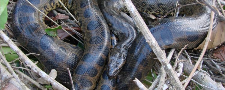 Alto madidi anaconda-min